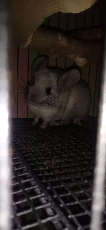 Шиншила