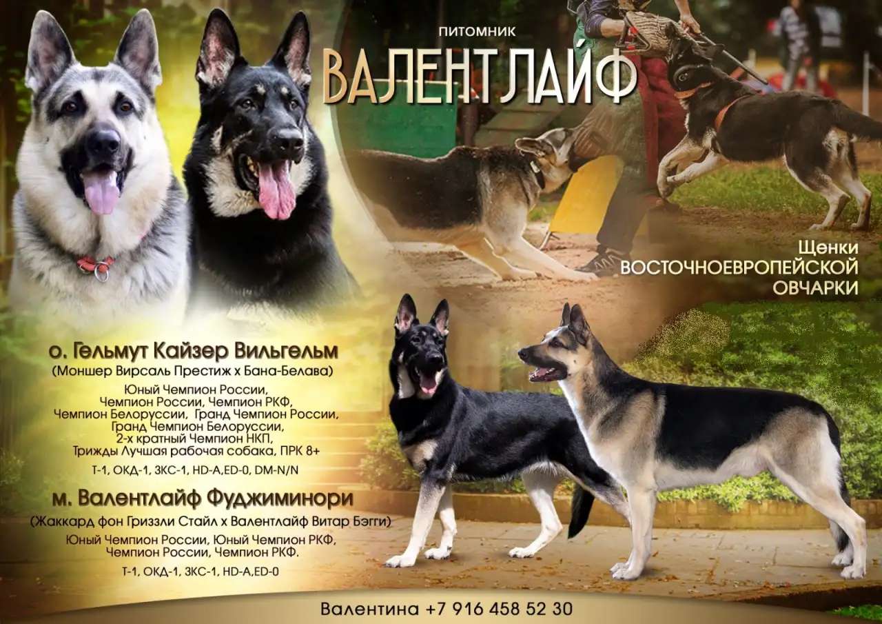 Щенки ВЕО - восточно-европейской овчарки от Победителей.