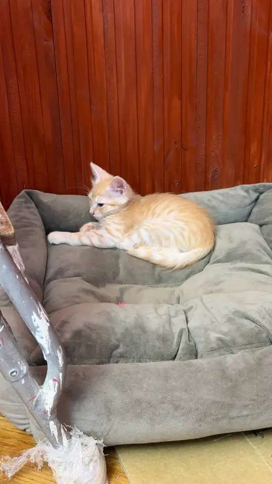 Котёнок Персик ищет дом