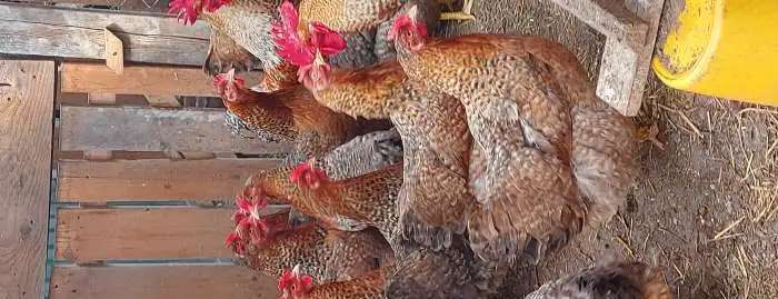 продажа годовалых кур породы Билефельдер