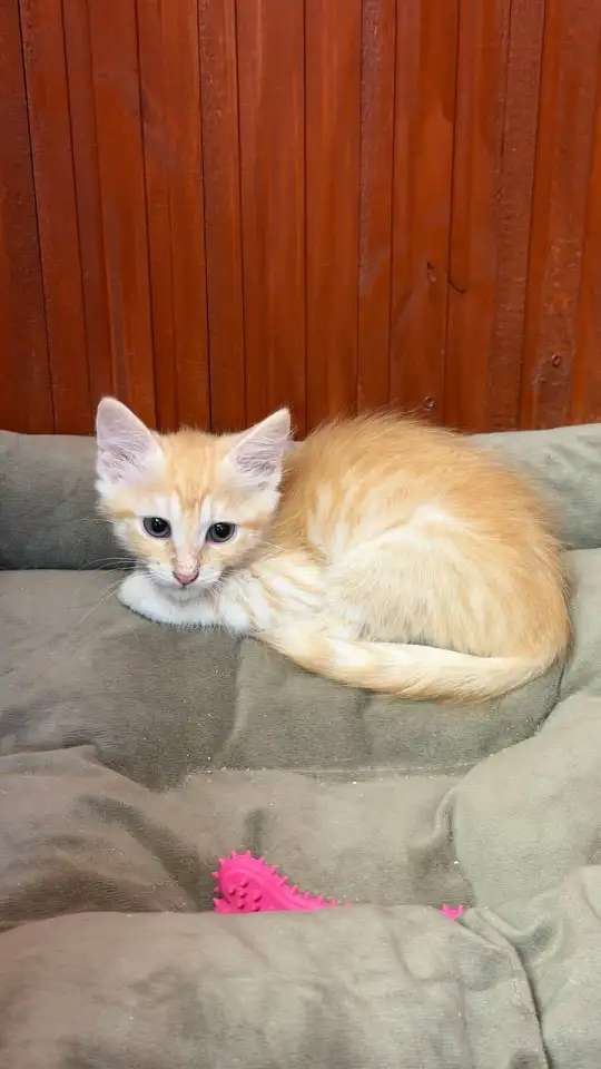 Котёнок Персик ищет дом