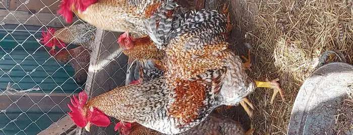 продажа годовалых кур породы Билефельдер