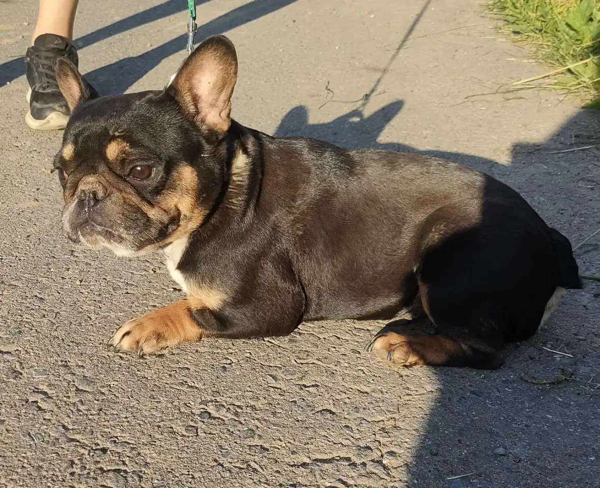 Девочка французкого бульдога,4 года