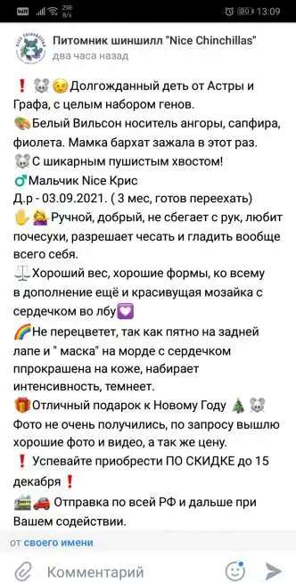 Племенные шиншиллы