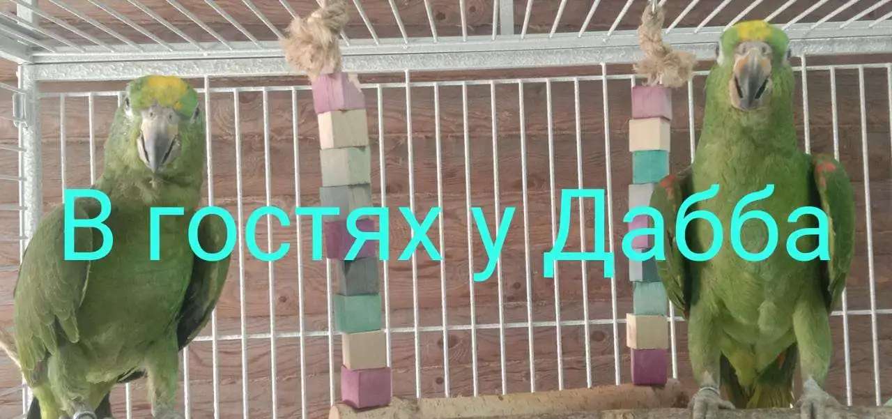 Амазоны птенцы выкормыши от заводчикп